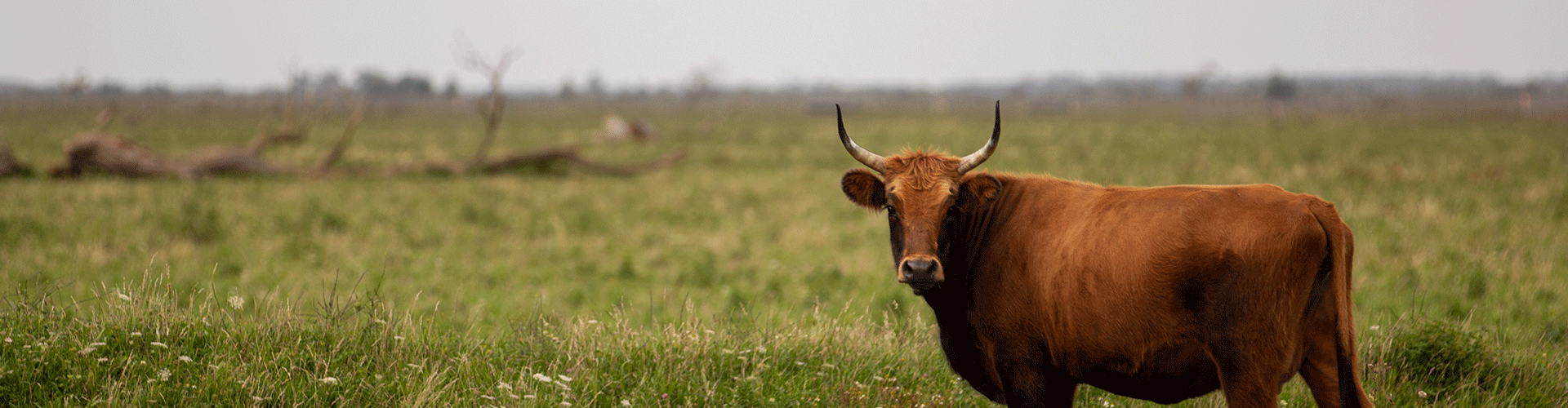 Vacas OVIBEIRA